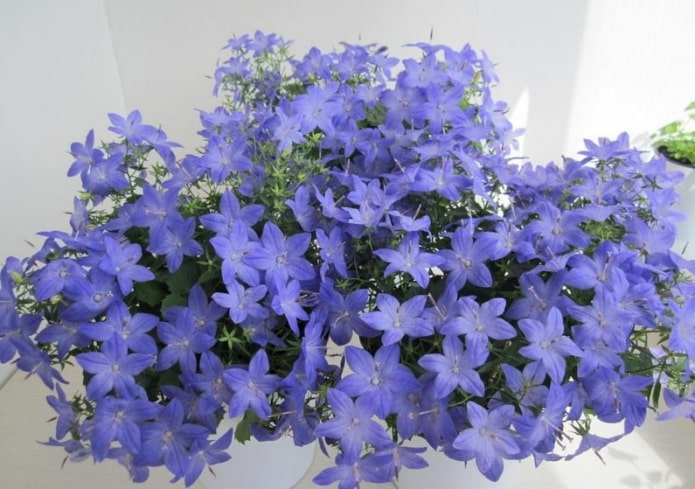 Кампанула