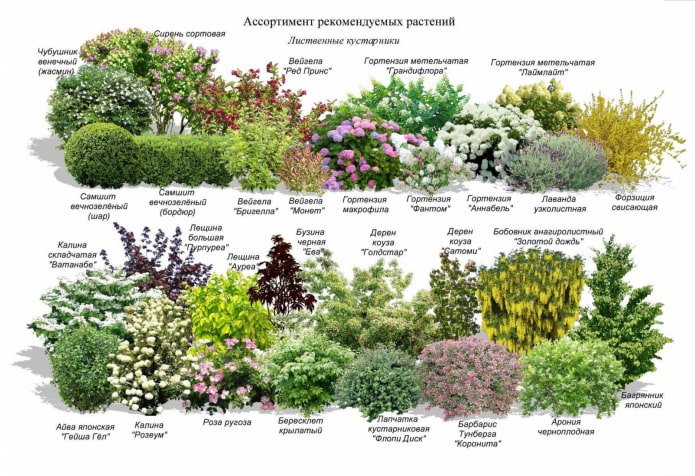 кущі для міксбордера