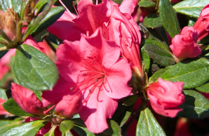 Girard's Rose