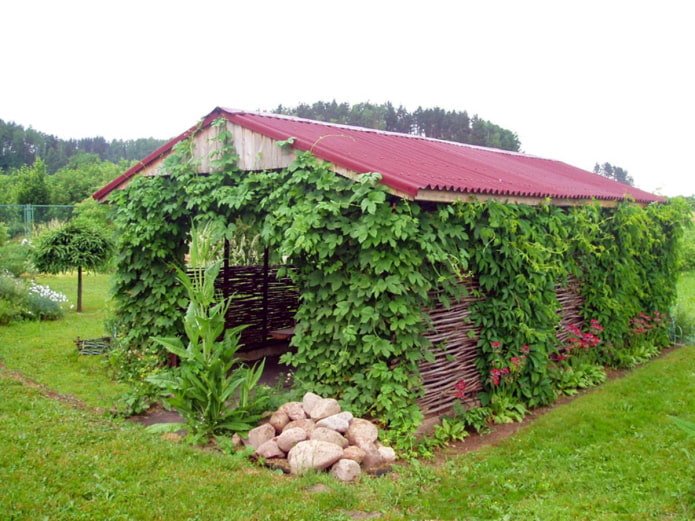 Озеленення альтанки виноградом
